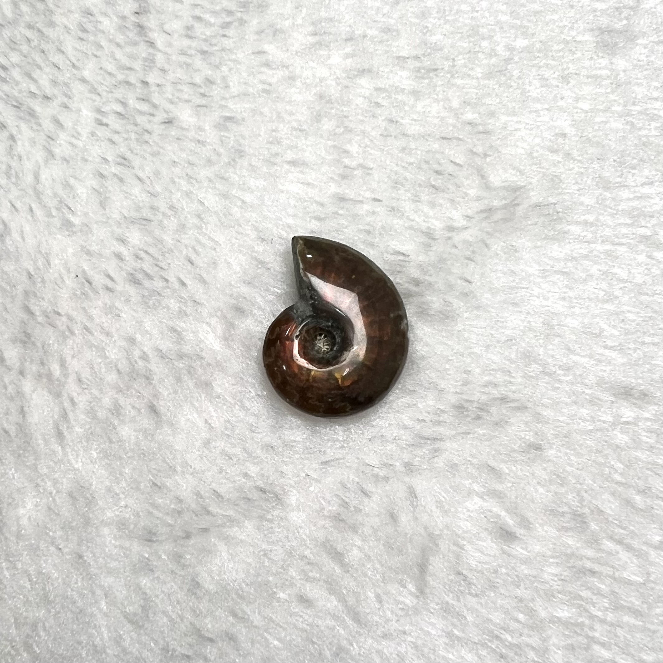 迷你斑彩螺 (2.5cm以下)  #H694-2