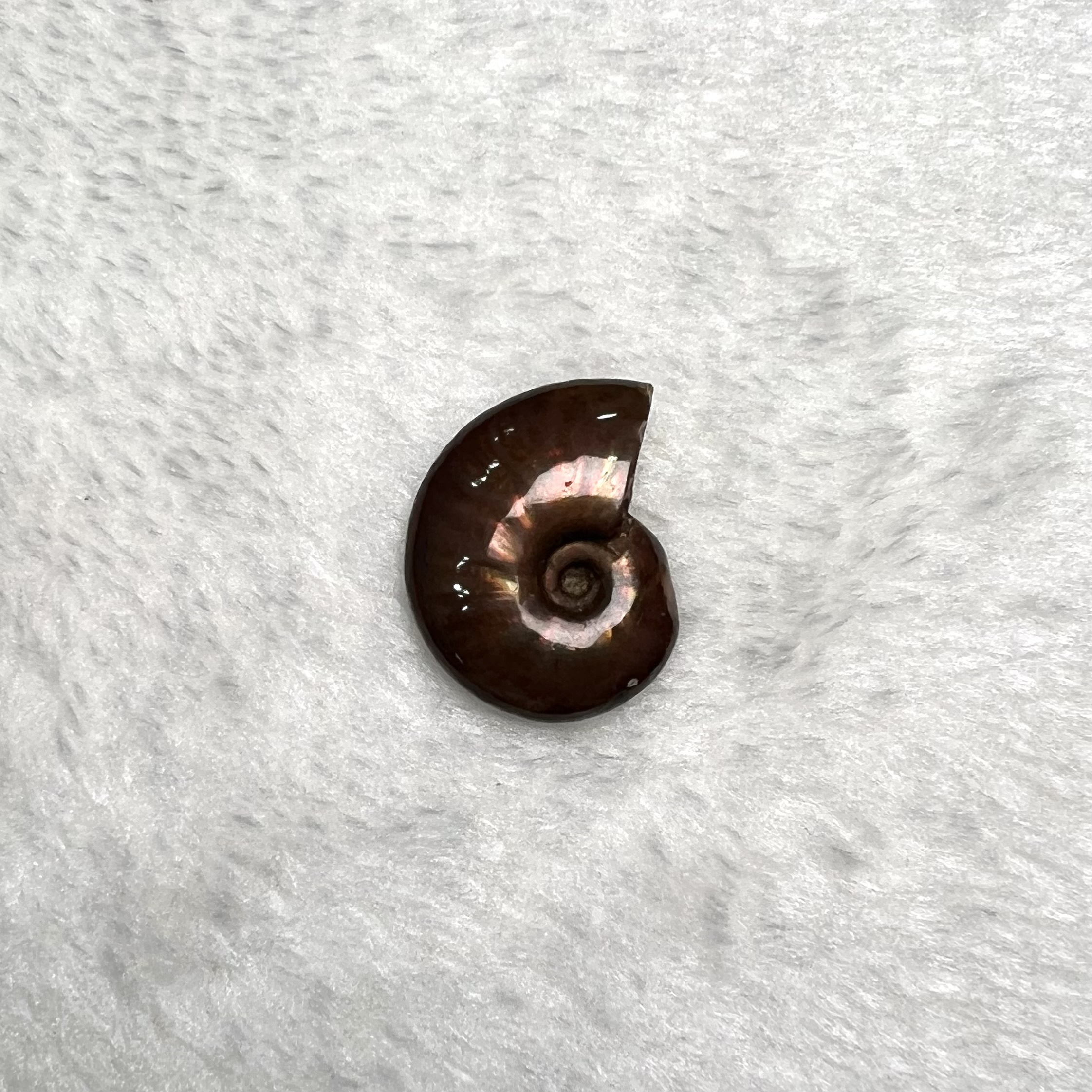 迷你斑彩螺 (2.5cm以下)  #H694-3