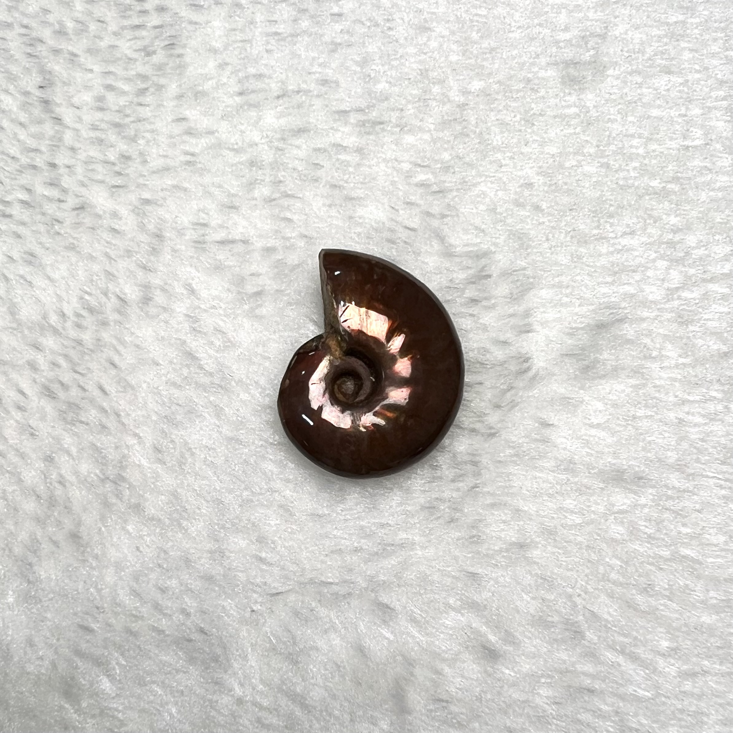 迷你斑彩螺 (2.5cm以下)  #H694-3