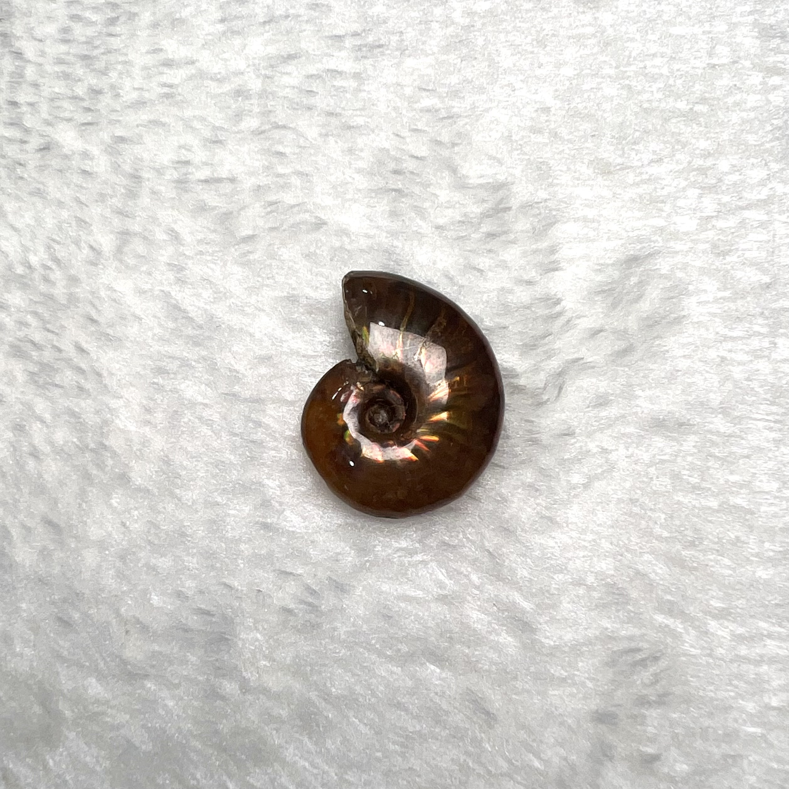 迷你斑彩螺 (2.5cm以下)  #H694-4