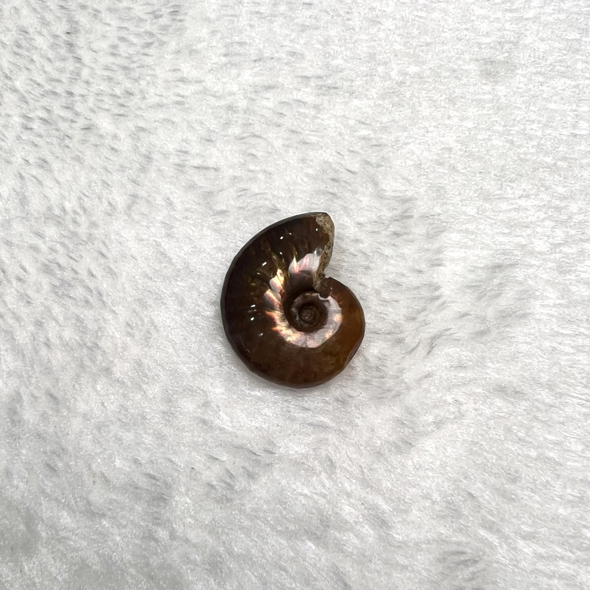 迷你斑彩螺 (2.5cm以下)  #H694-4