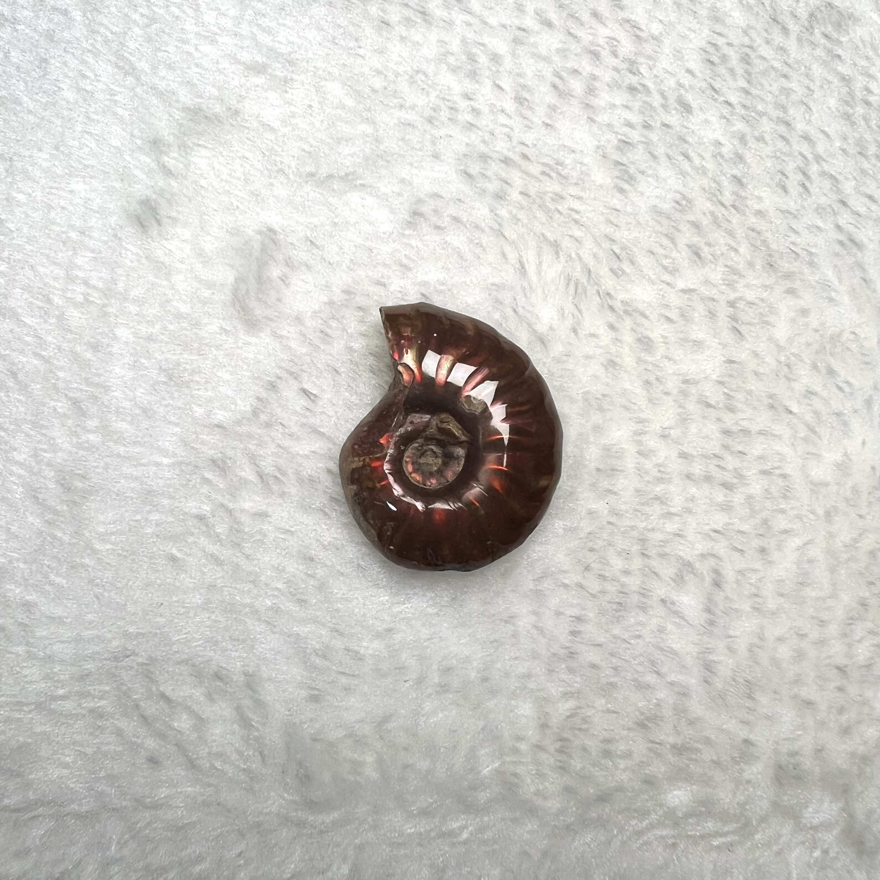 迷你斑彩螺 (2.5cm - 3cm)  #H693-10