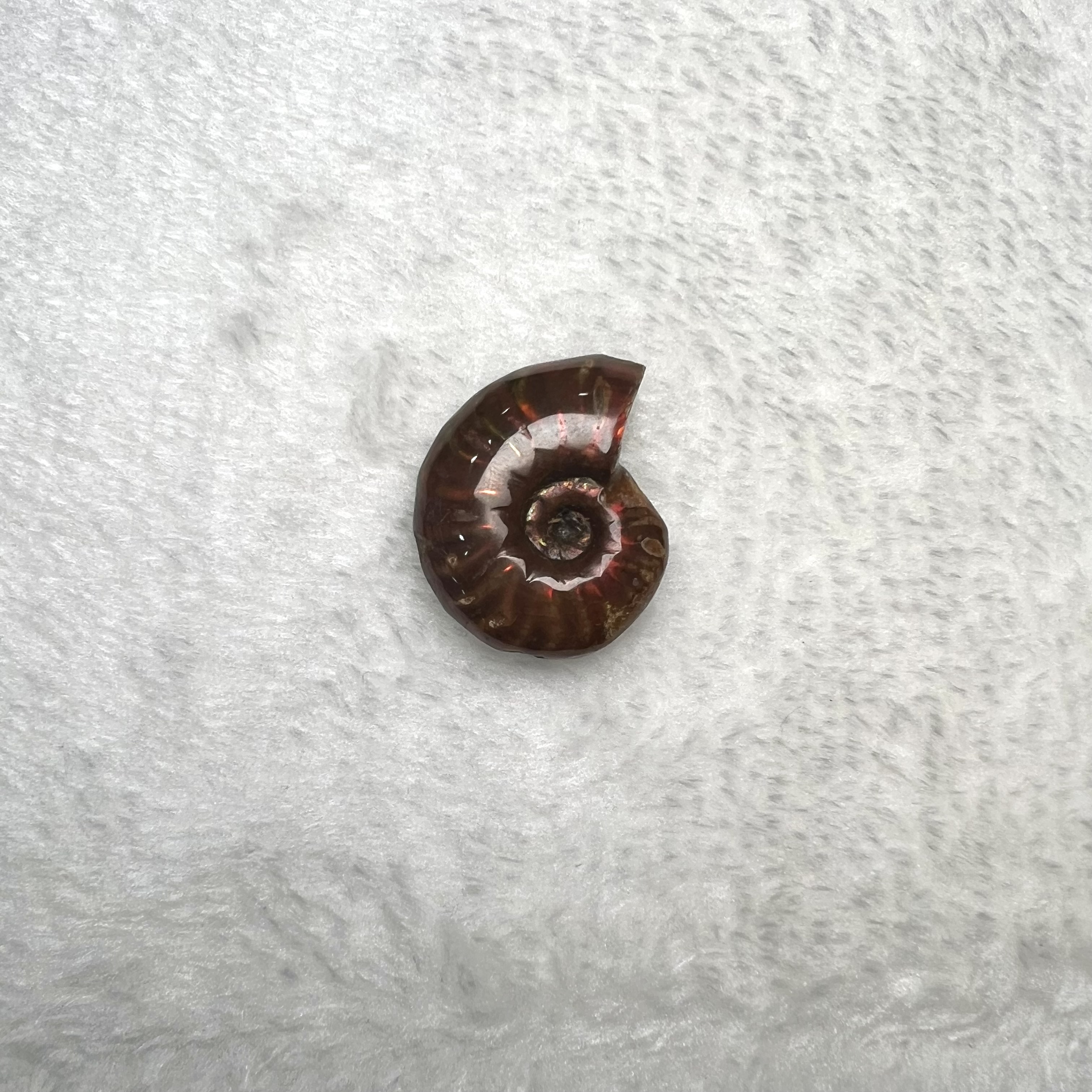 迷你斑彩螺 (2.5cm - 3cm)  #H693-10