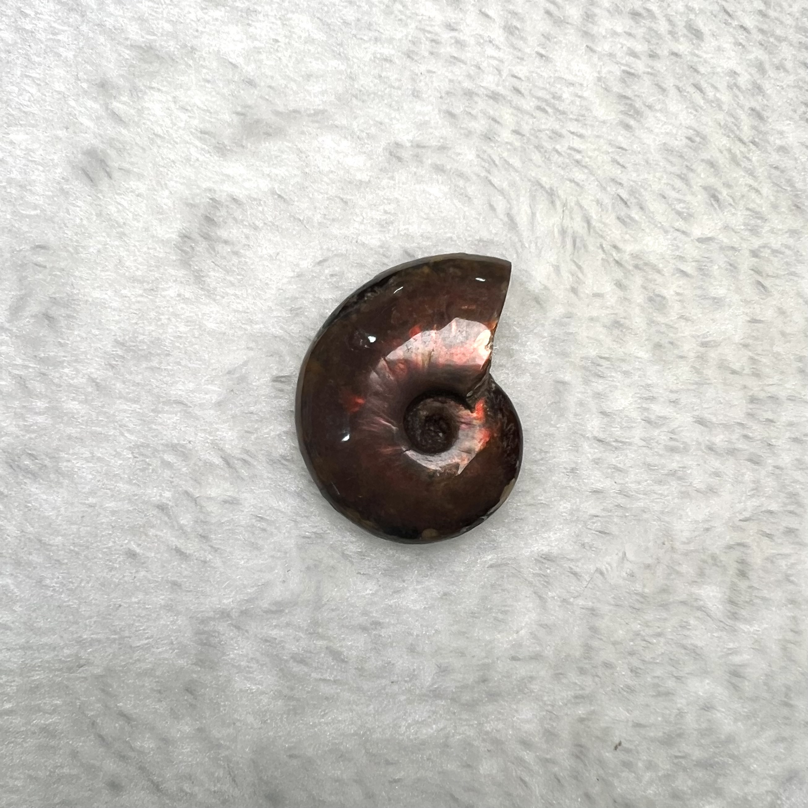 迷你斑彩螺 (2.5cm - 3cm)  #H693-12