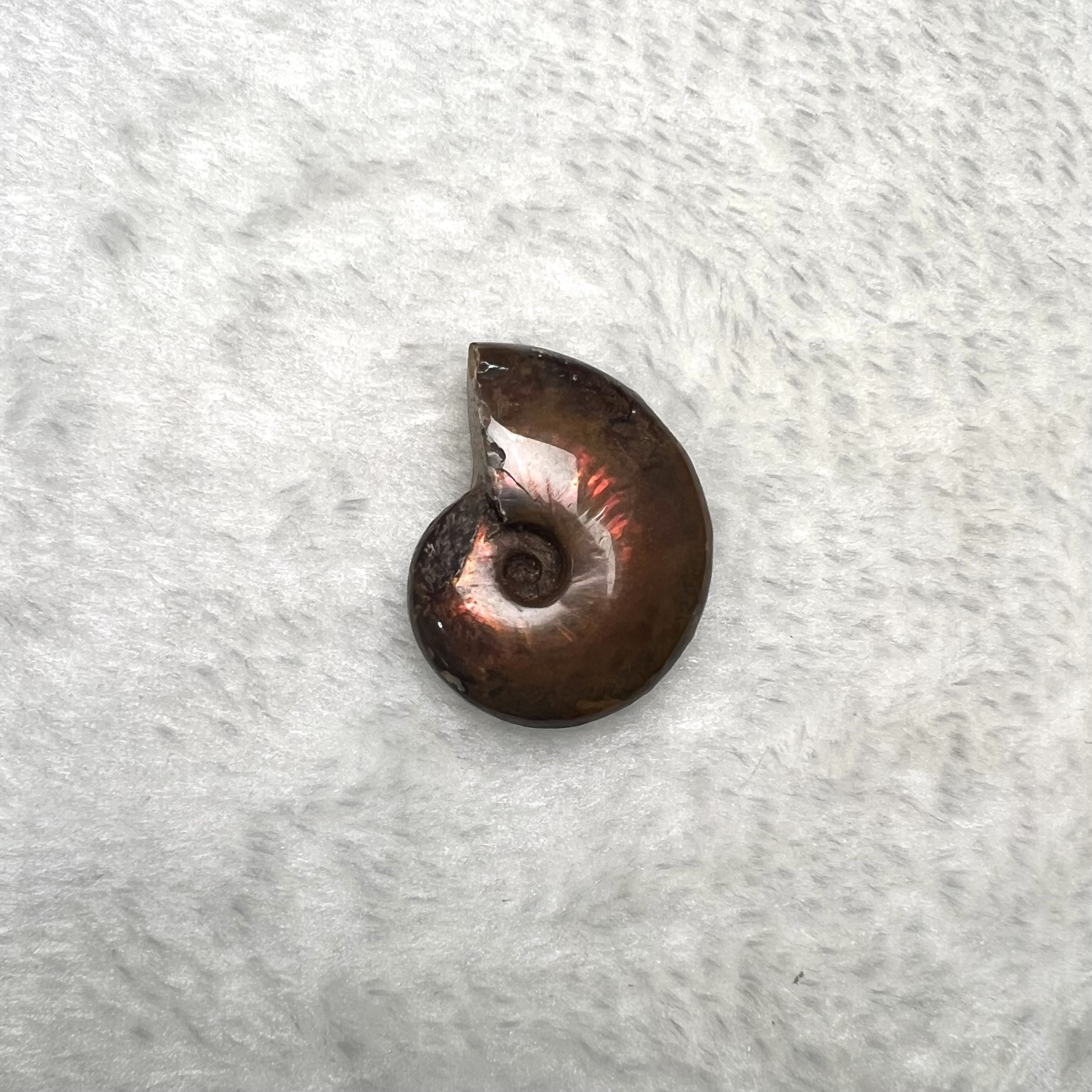 迷你斑彩螺 (2.5cm - 3cm)  #H693-12