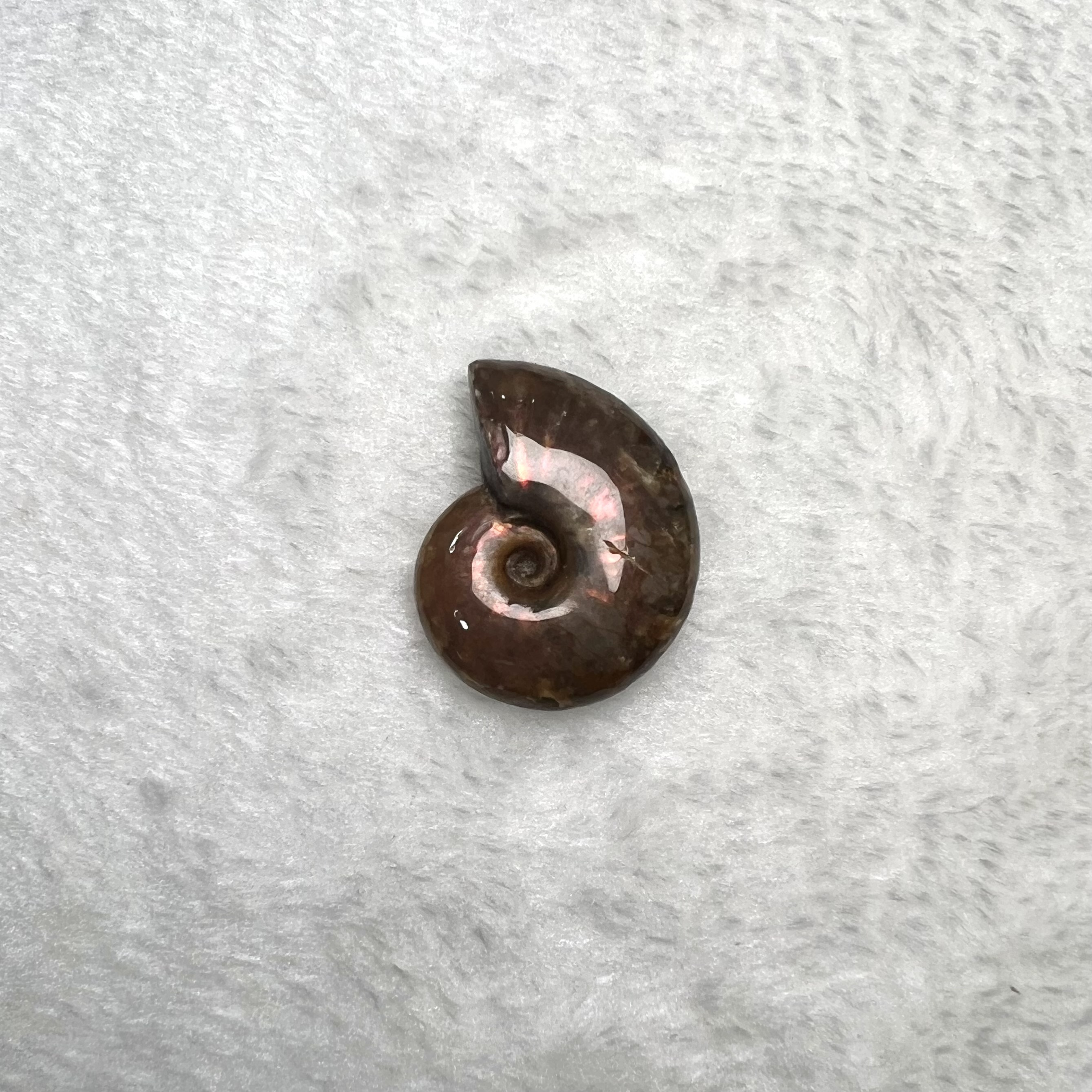 迷你斑彩螺 (2.5cm - 3cm)  #H693-8