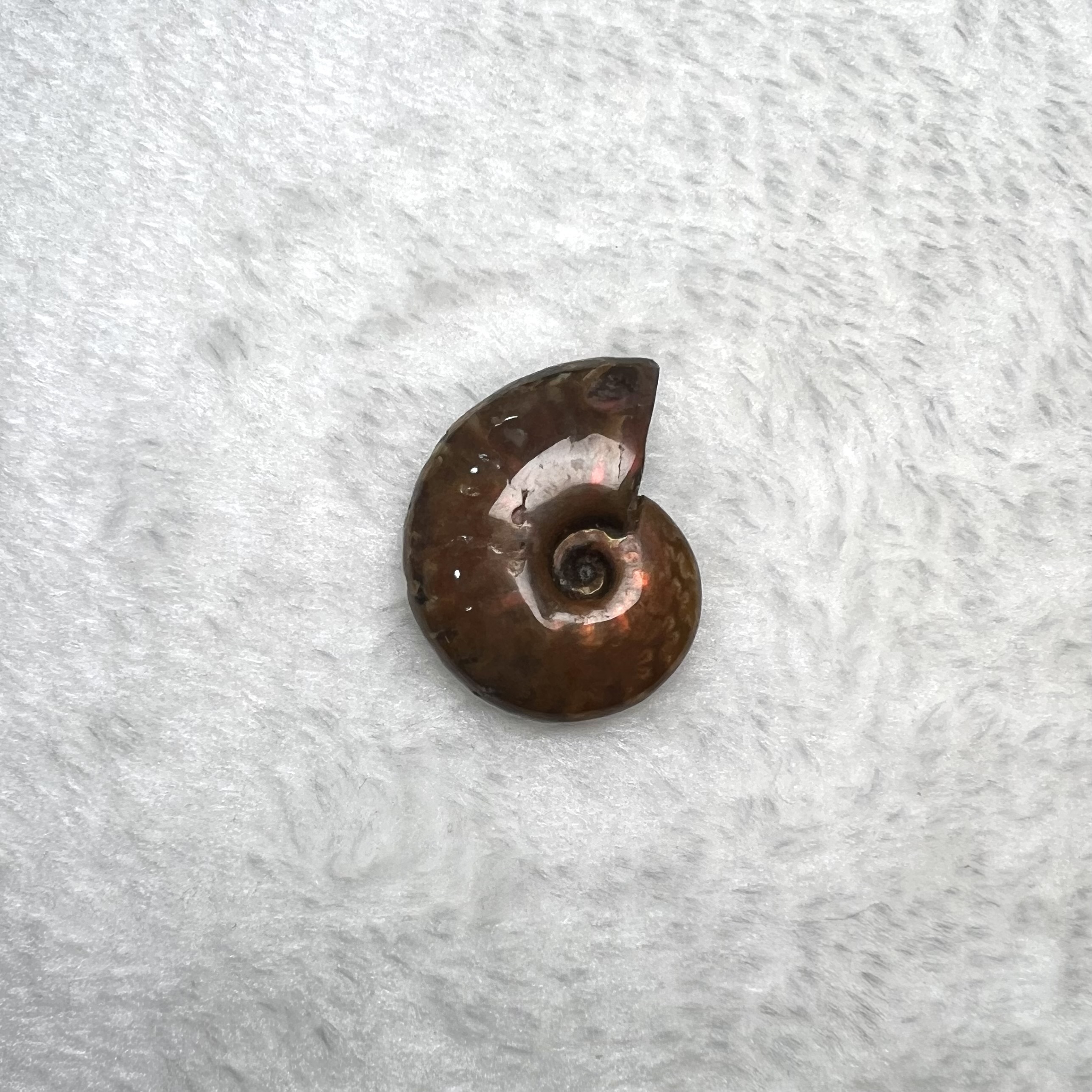 迷你斑彩螺 (2.5cm - 3cm)  #H693-8