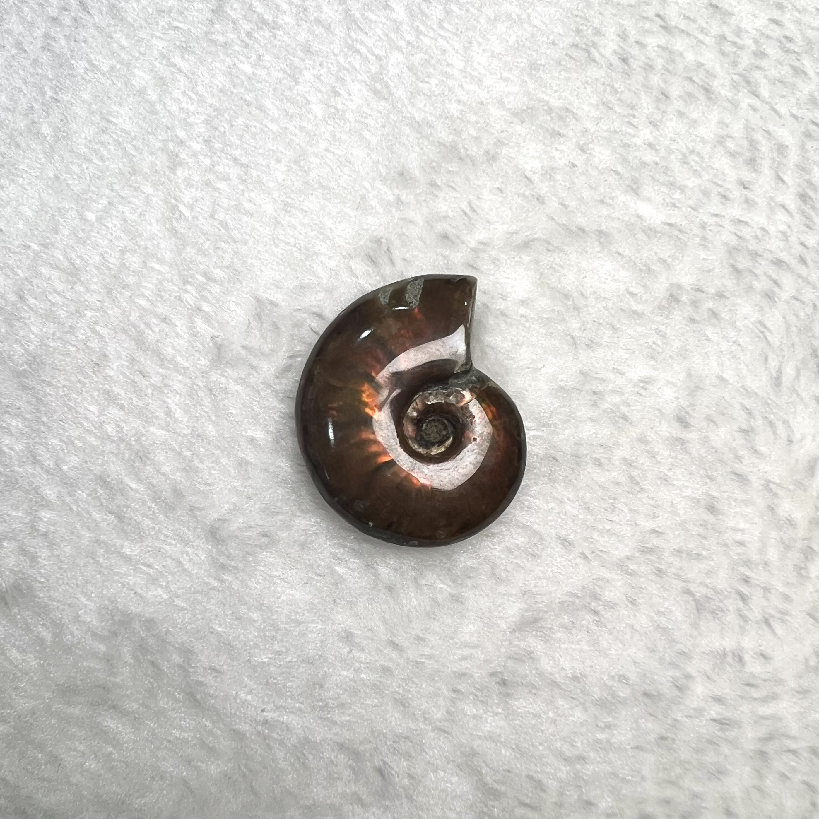 迷你斑彩螺 (2.5cm - 3cm)  #H693-9