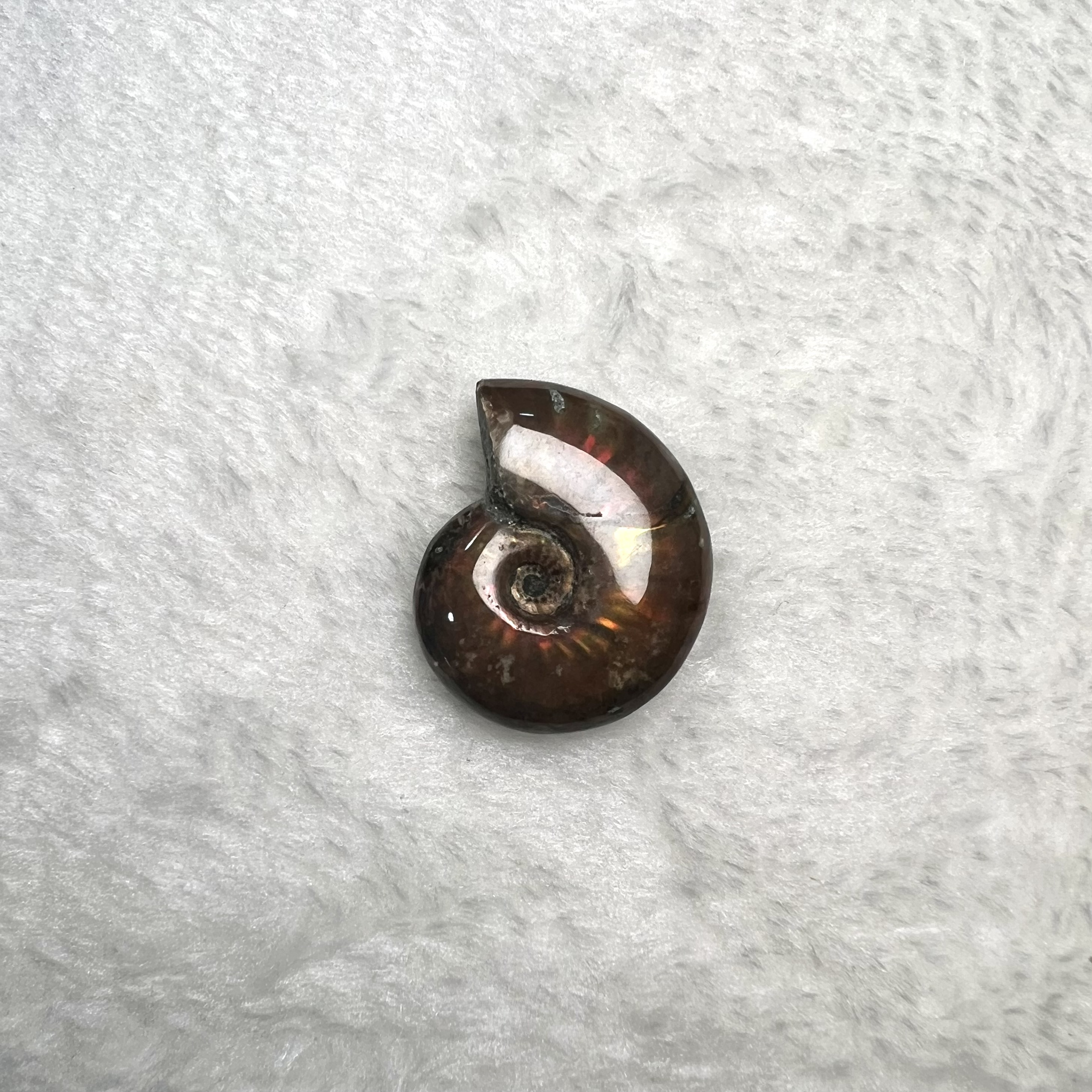 迷你斑彩螺 (2.5cm - 3cm)  #H693-9