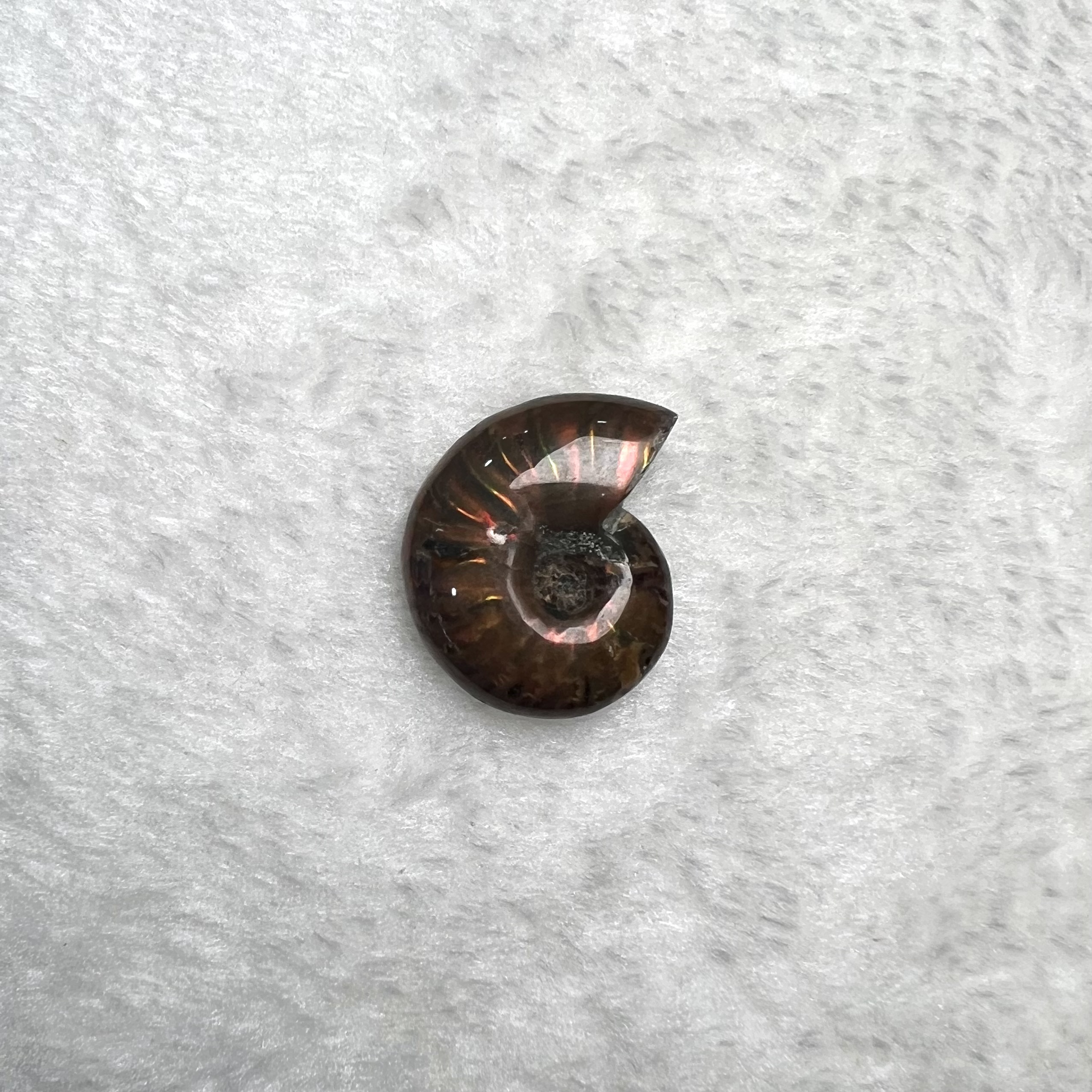 迷你斑彩螺 (2.5cm - 3cm)  #H693-7