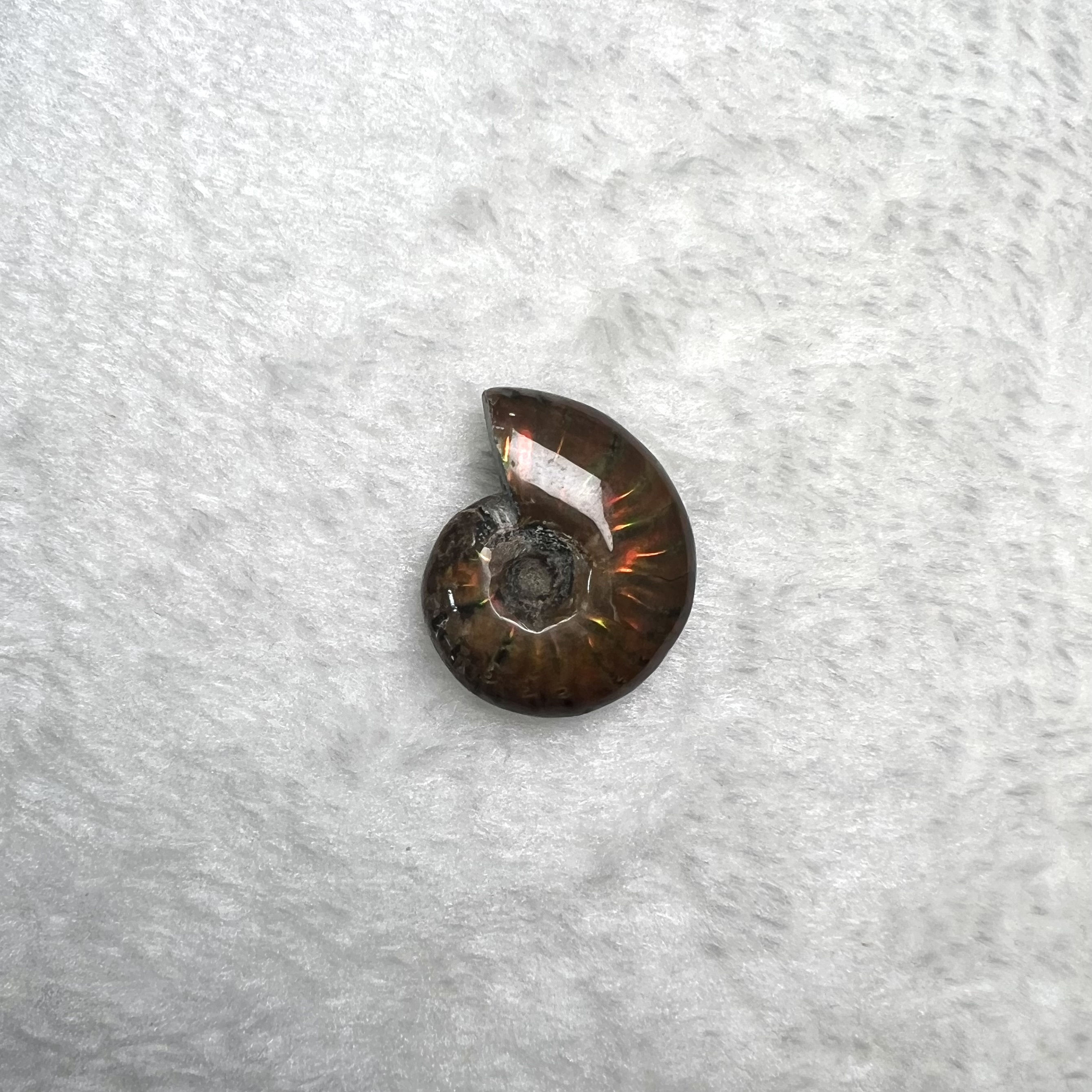 迷你斑彩螺 (2.5cm - 3cm)  #H693-7