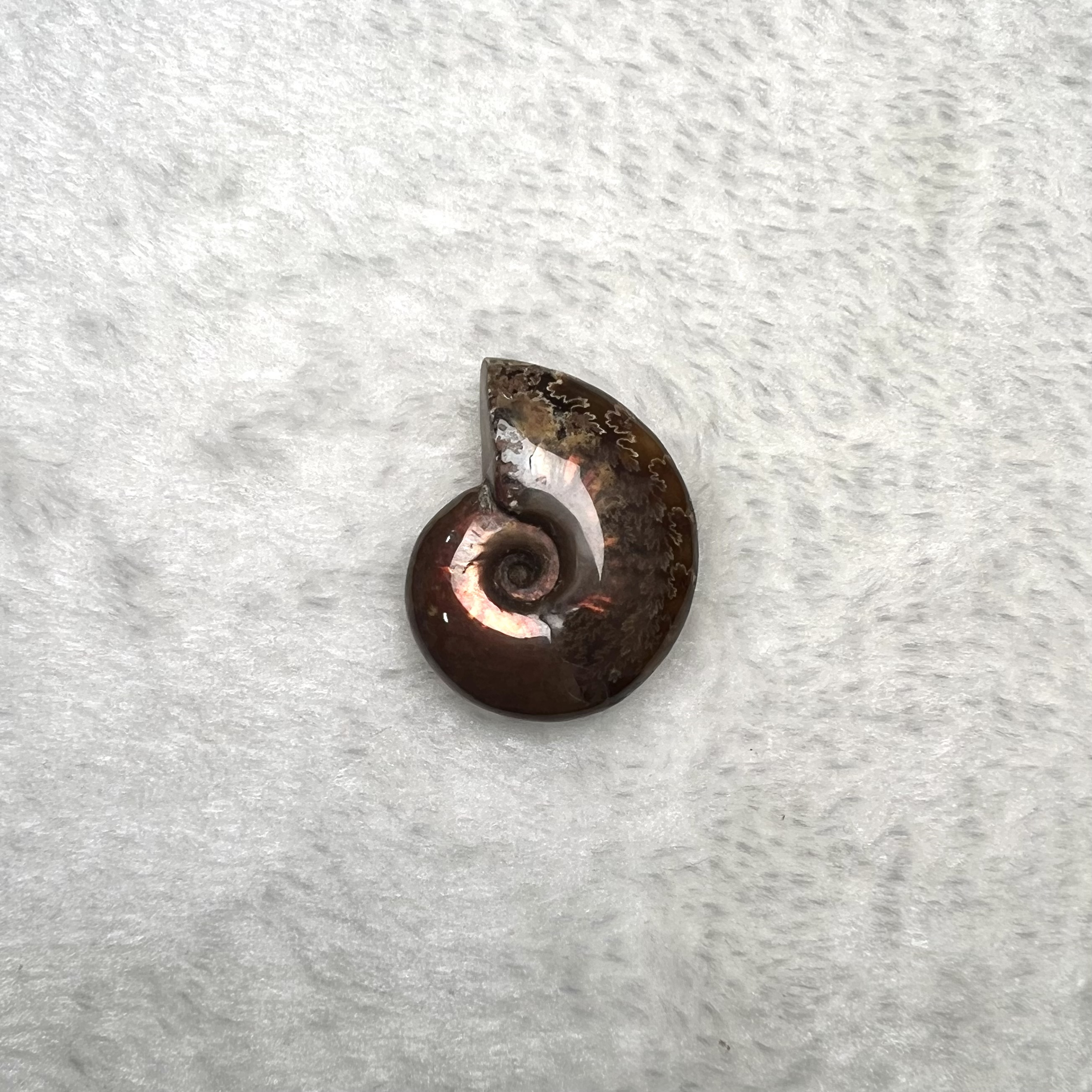 迷你斑彩螺 (2.5cm - 3cm)  #H693-2