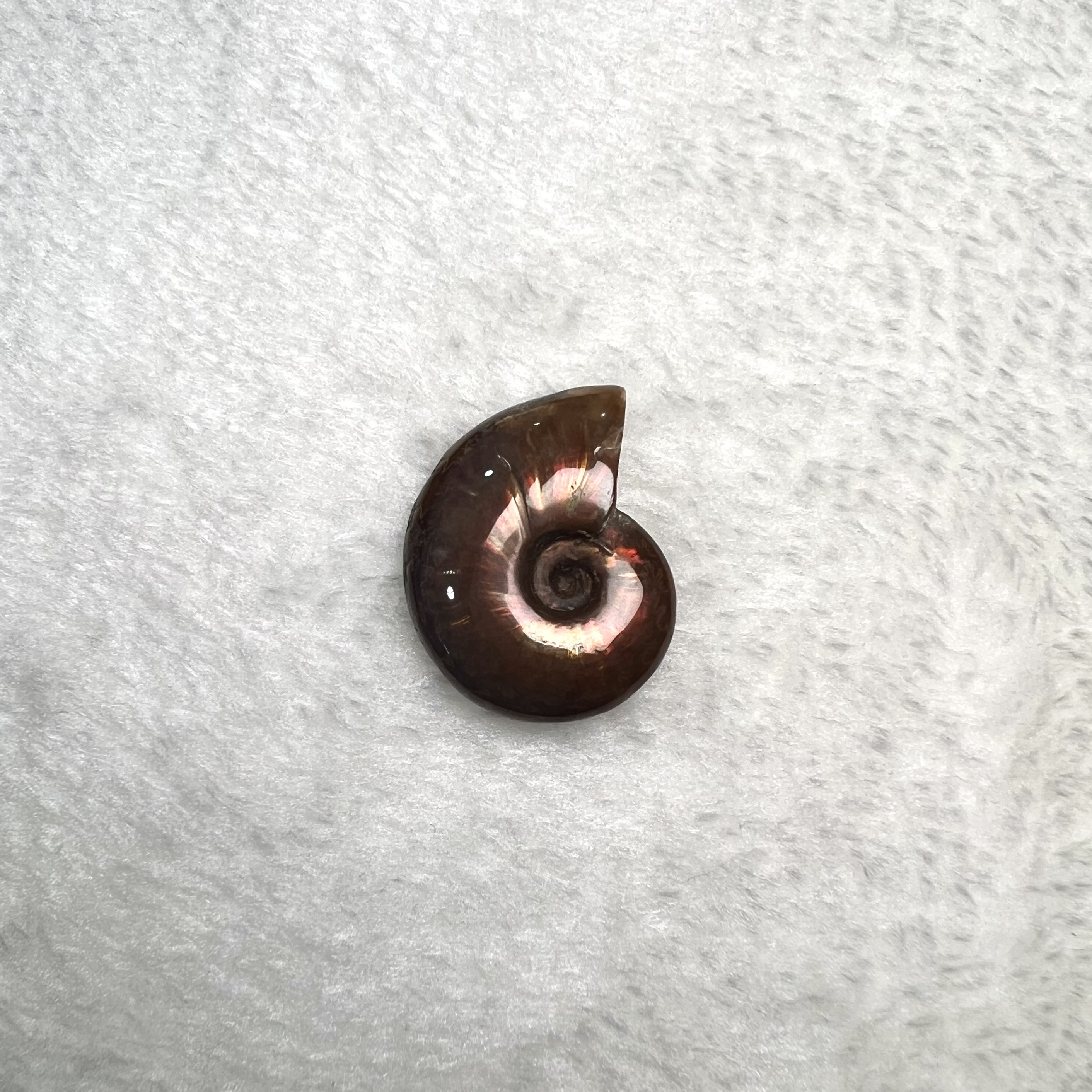 迷你斑彩螺 (2.5cm - 3cm)  #H693-2