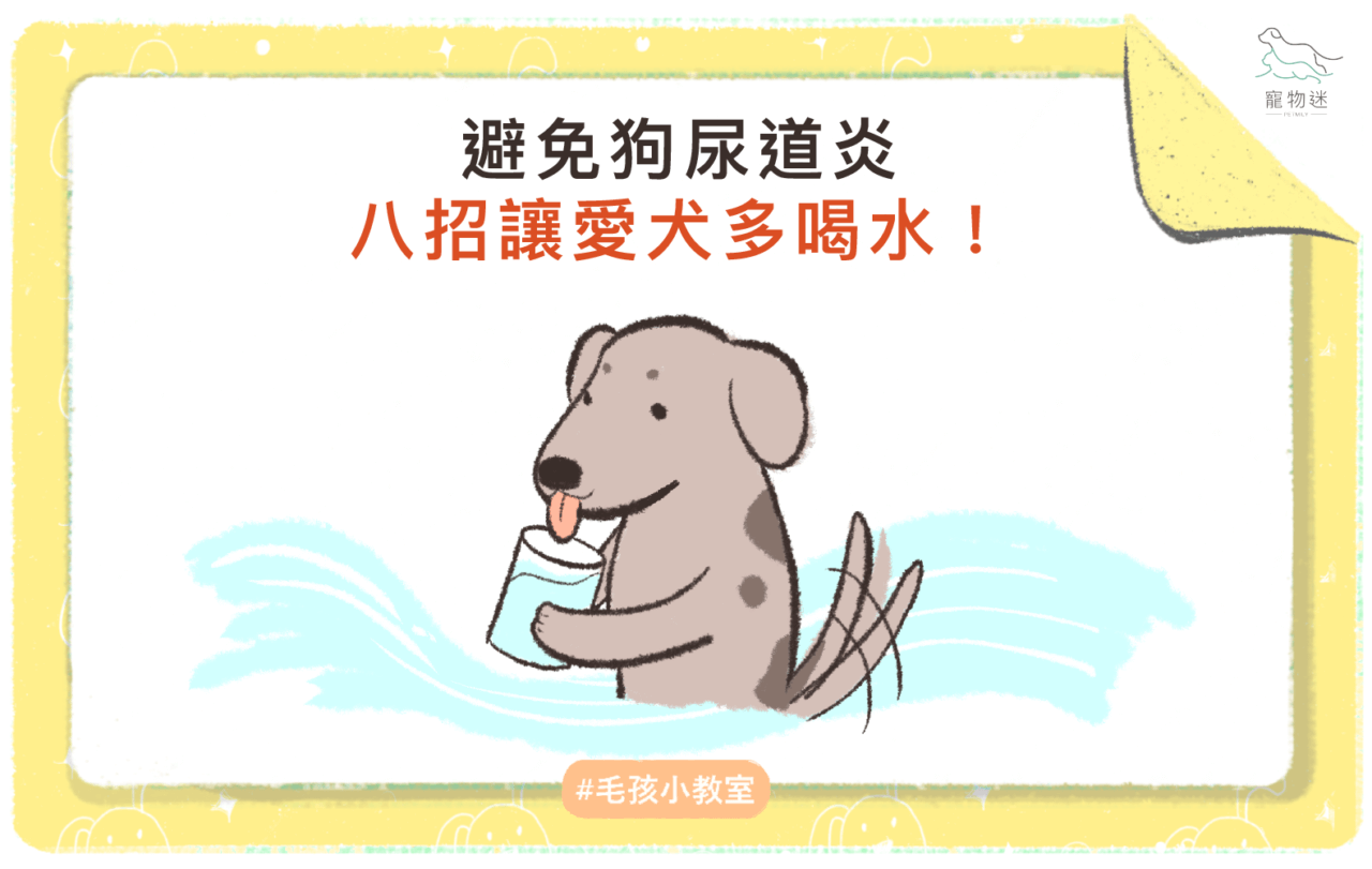 避免狗尿道炎，8招讓愛犬多喝水！