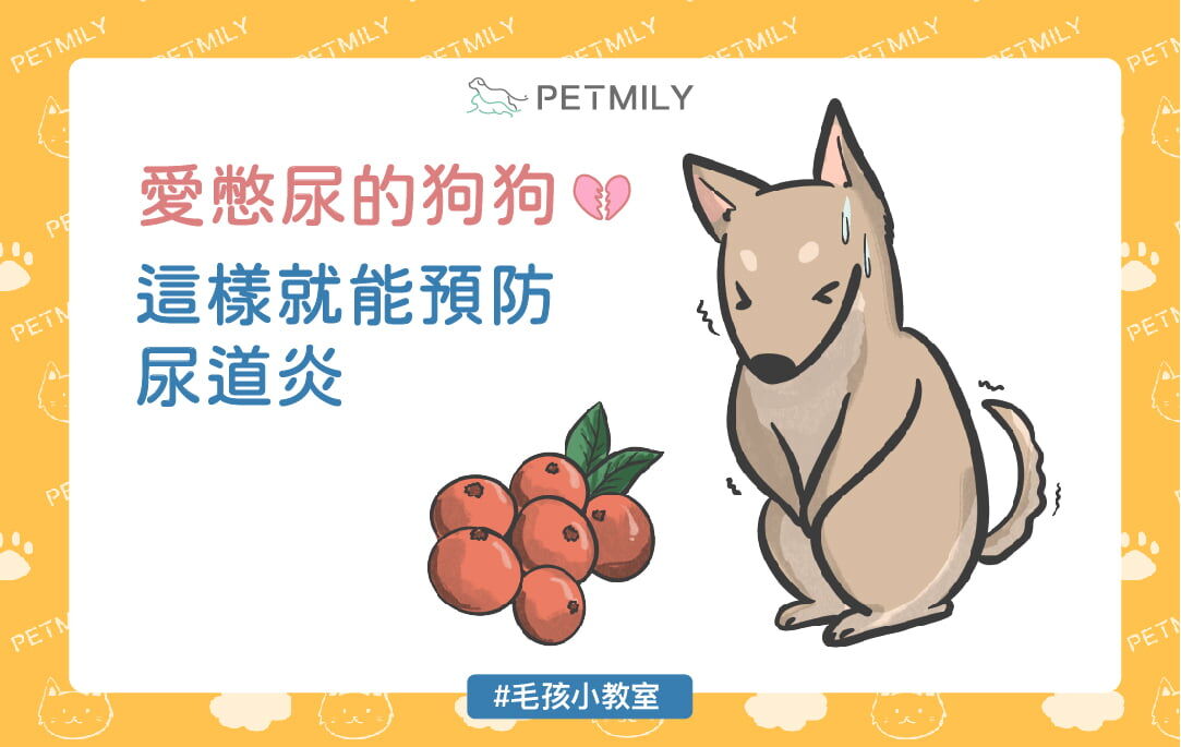 愛憋尿的狗狗