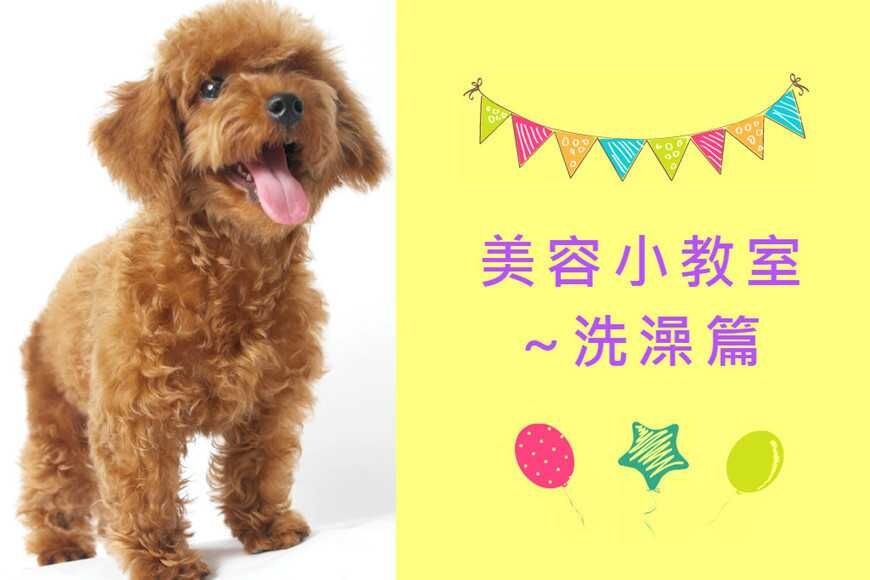 寵物迷美容小教室：新手爸媽必學狗狗洗澡14步驟！
