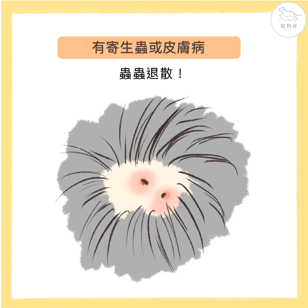 外寄生蟲或皮膚疾病