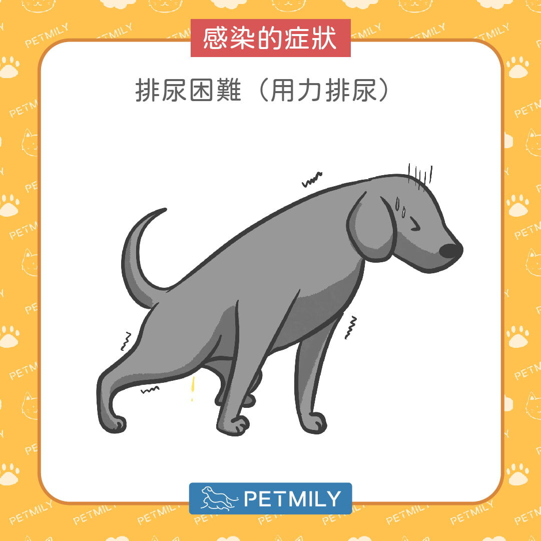 排尿時顯得不適或用力