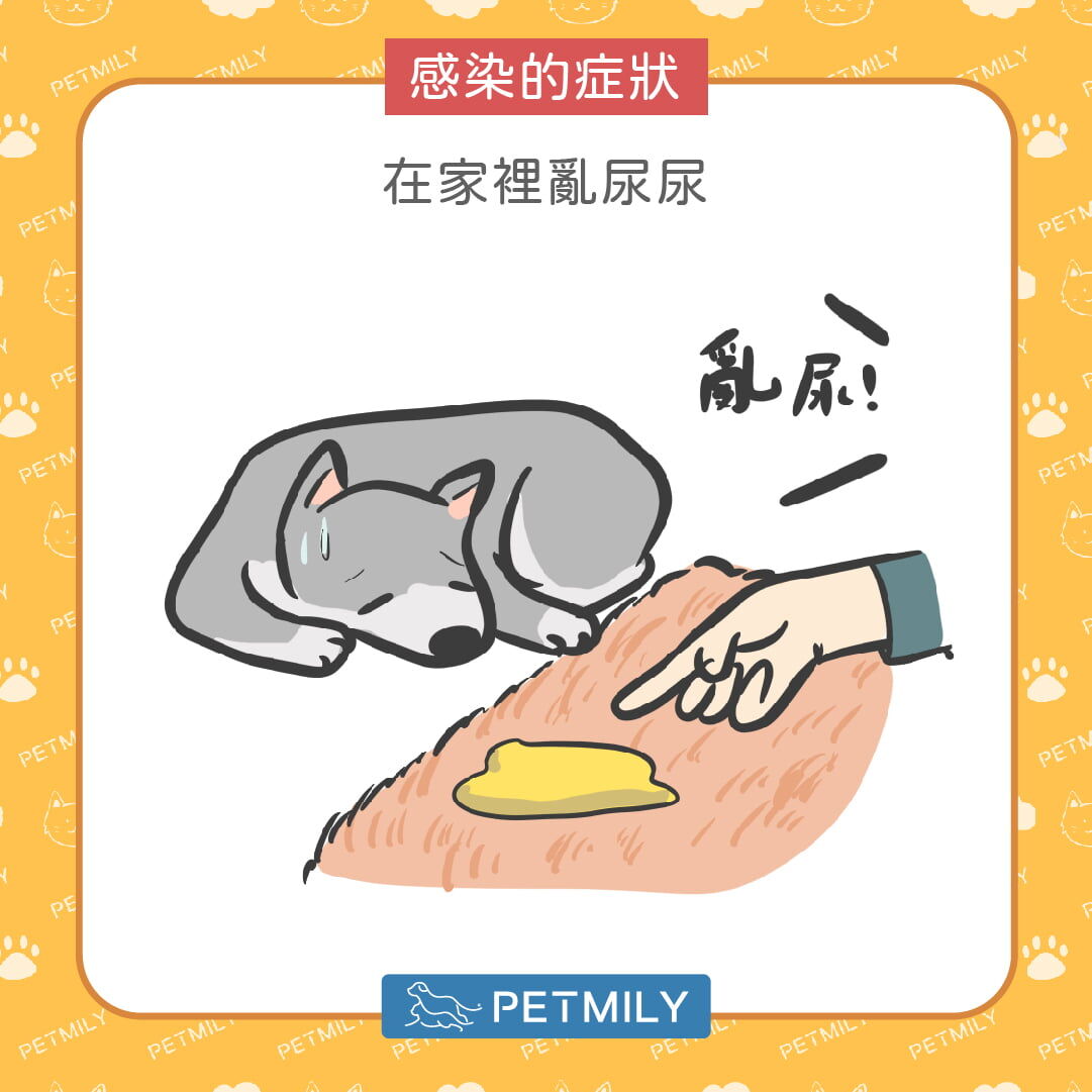 尿尿位置異常（如在家亂尿）