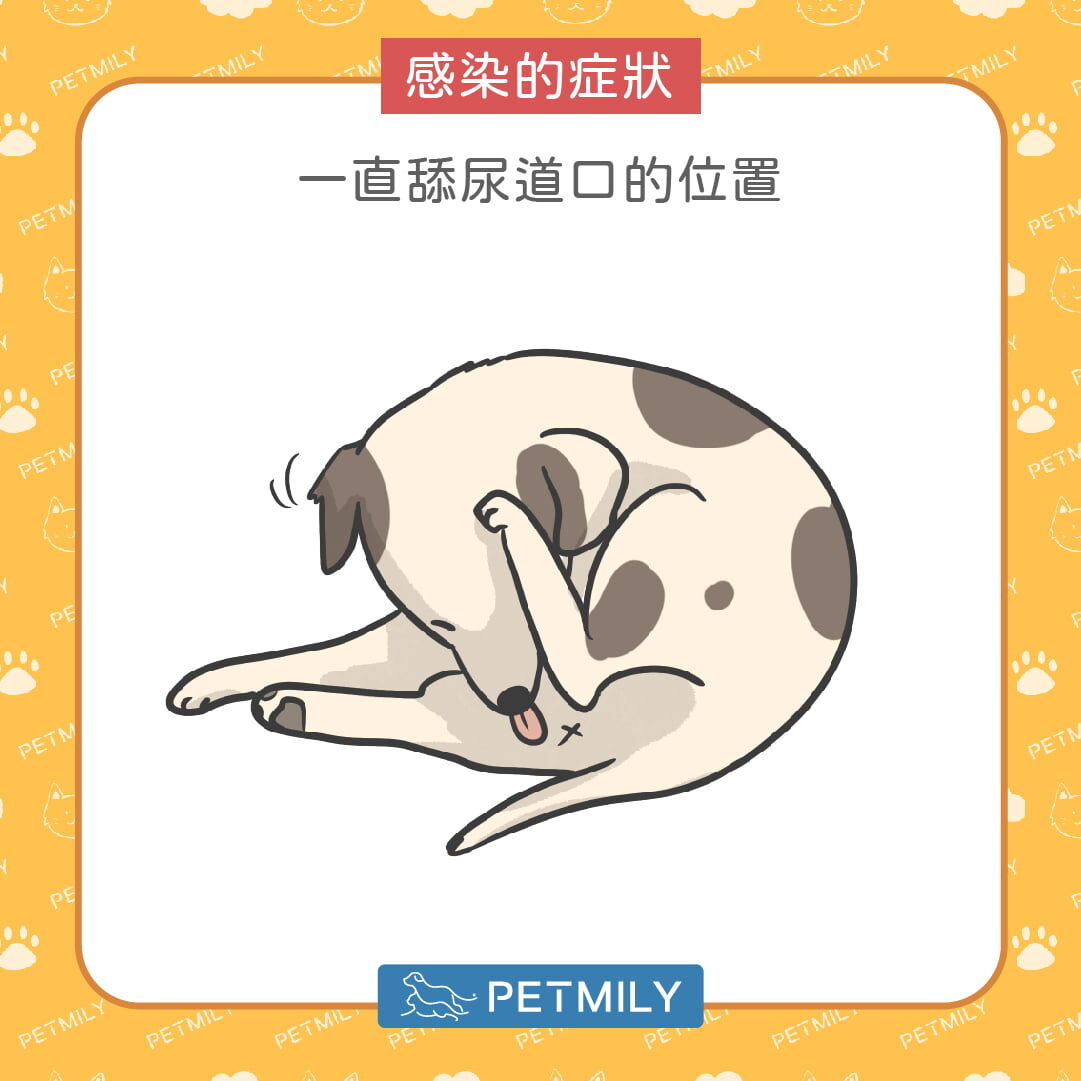 總是舔尿道口的位置