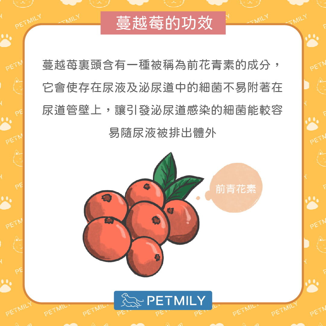 如何透過蔓越莓協助日常保養？