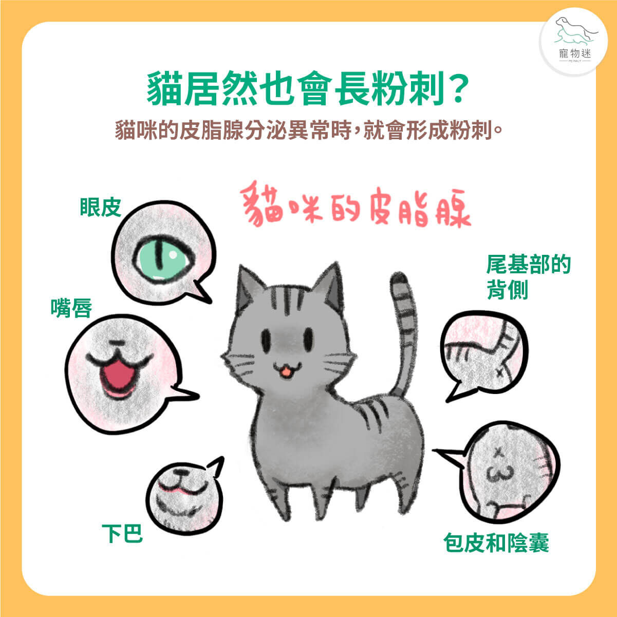貓咪也會長粉刺？