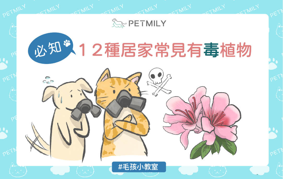 必知！12種居家常見有毒植物！
