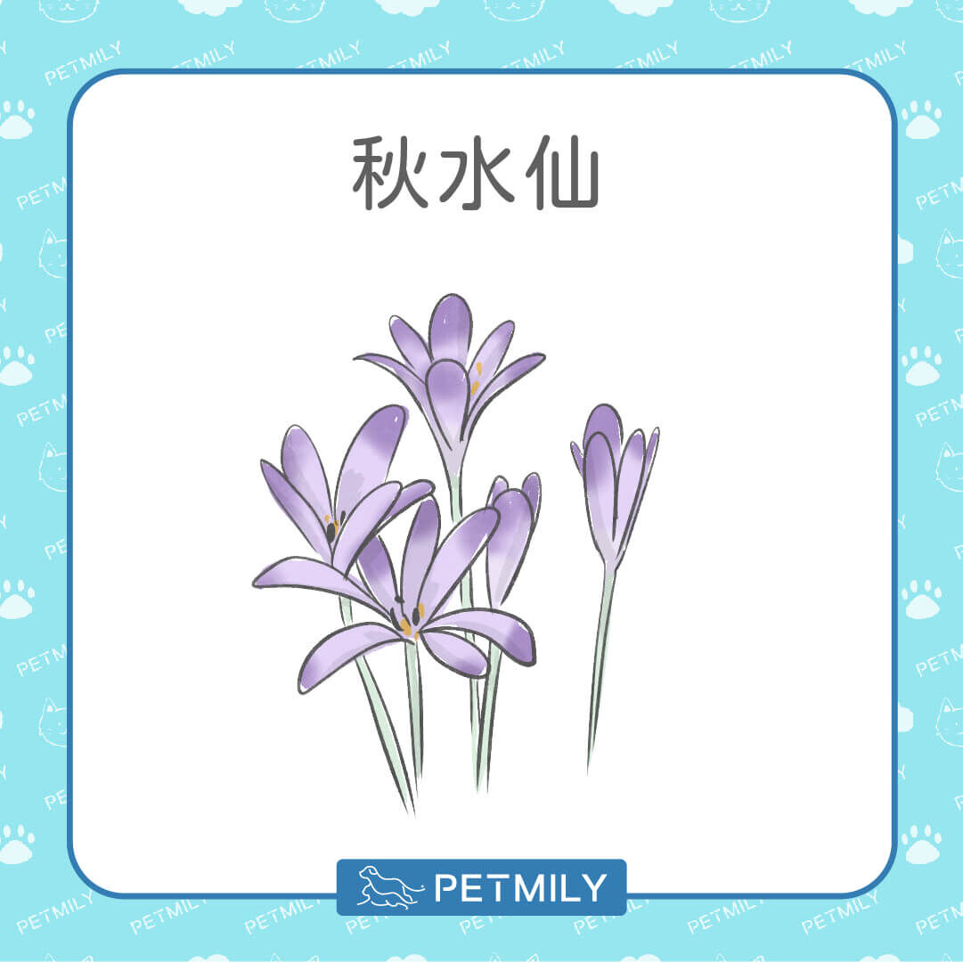 秋水仙
