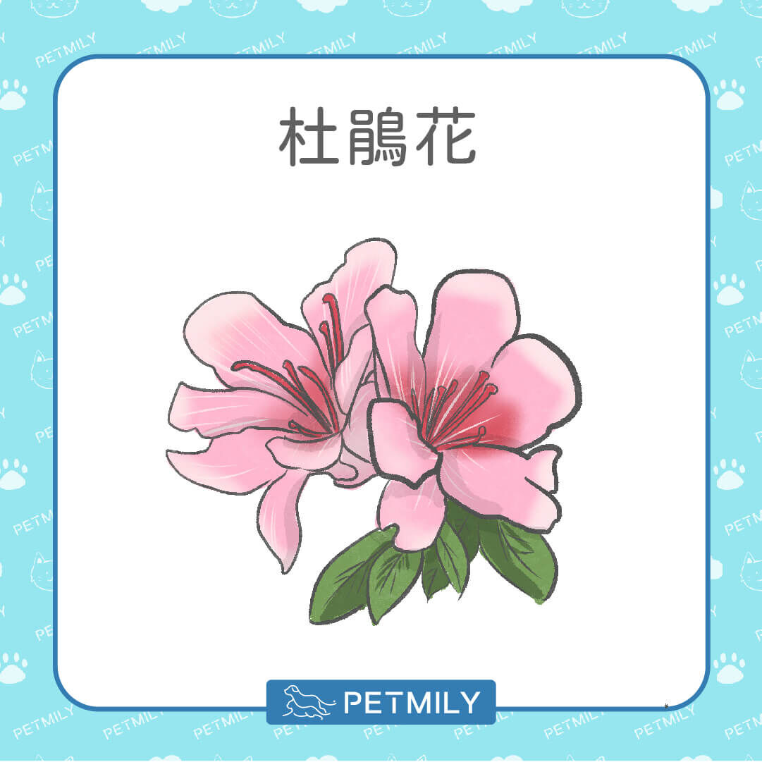 杜鵑花