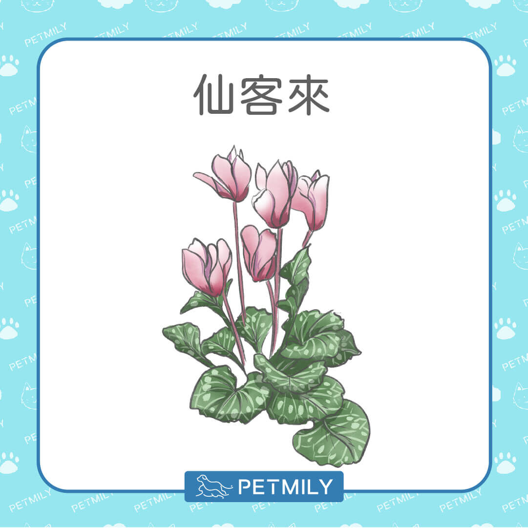 仙客來