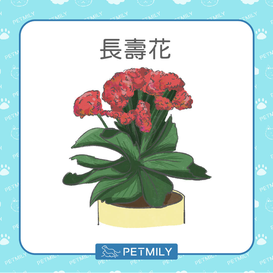 長壽花