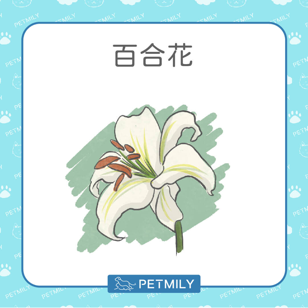 百合花