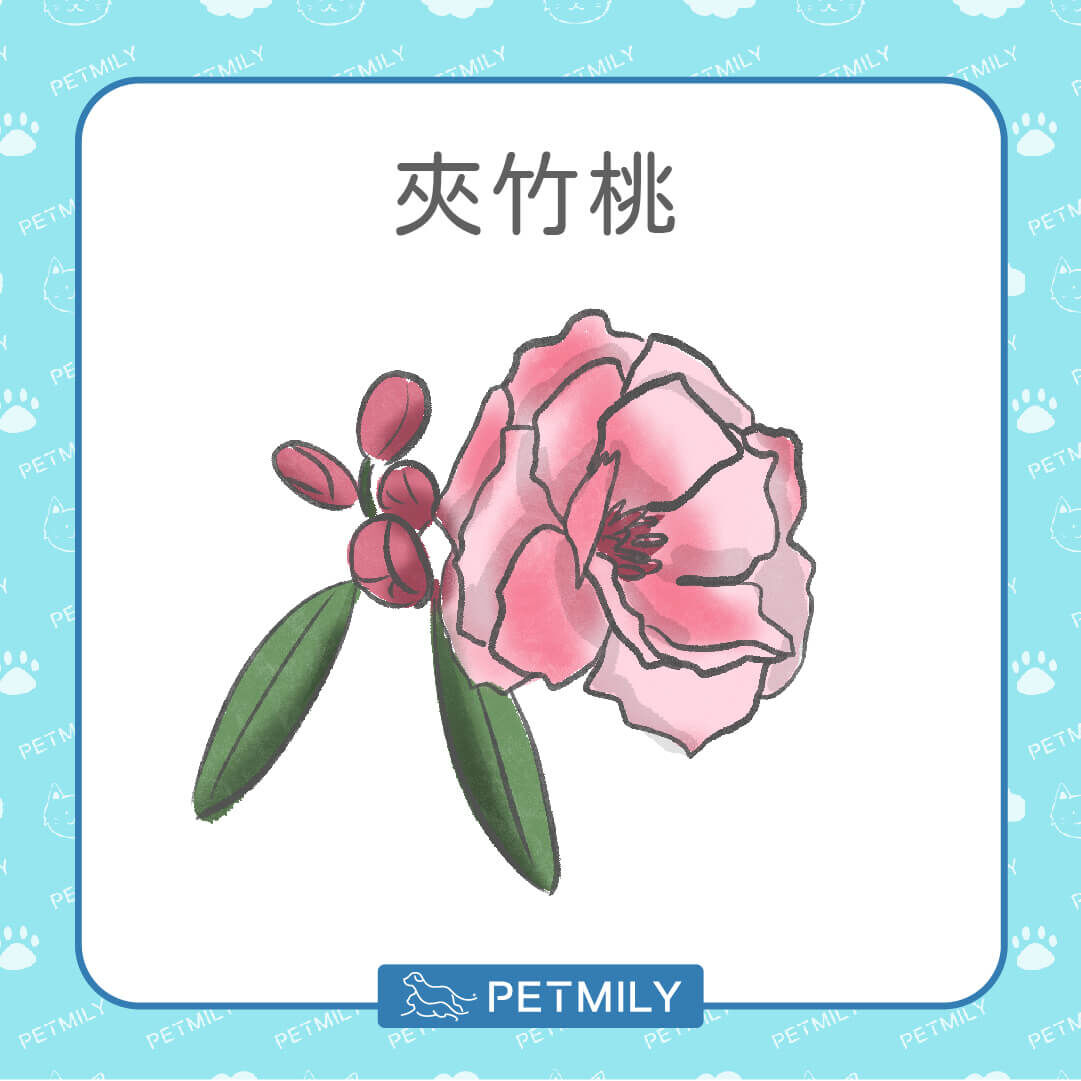 夾竹桃