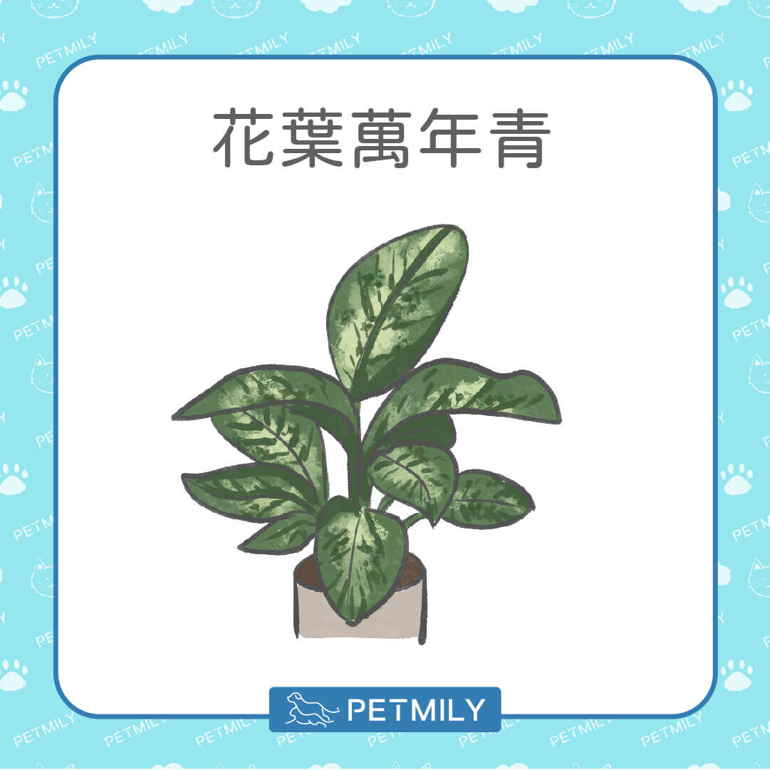 花葉萬年青