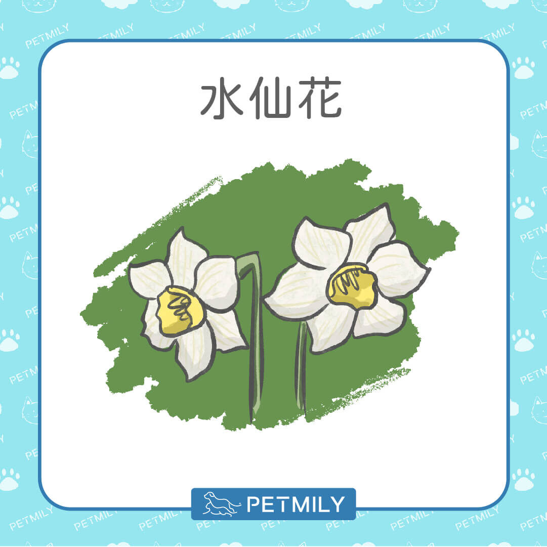 水仙花