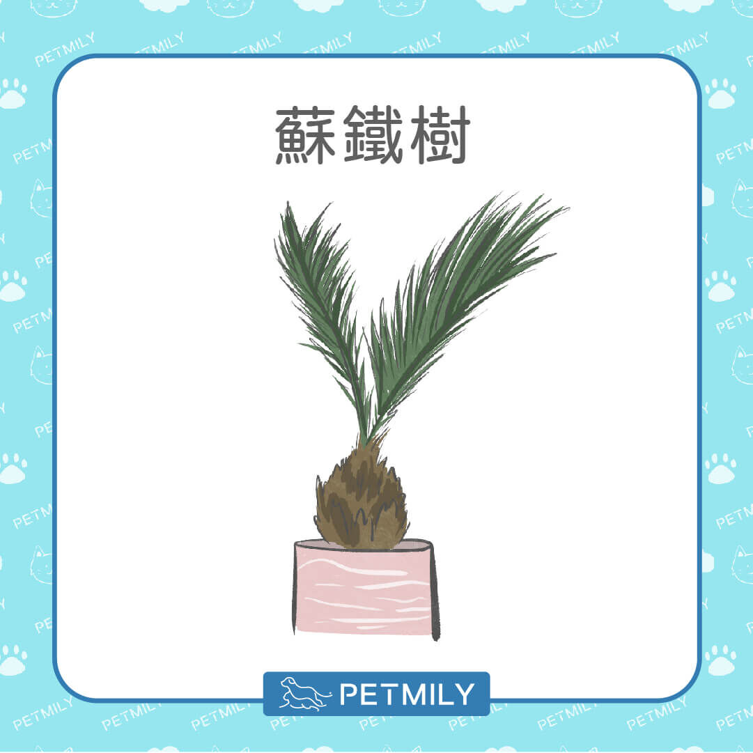 蘇鐵樹