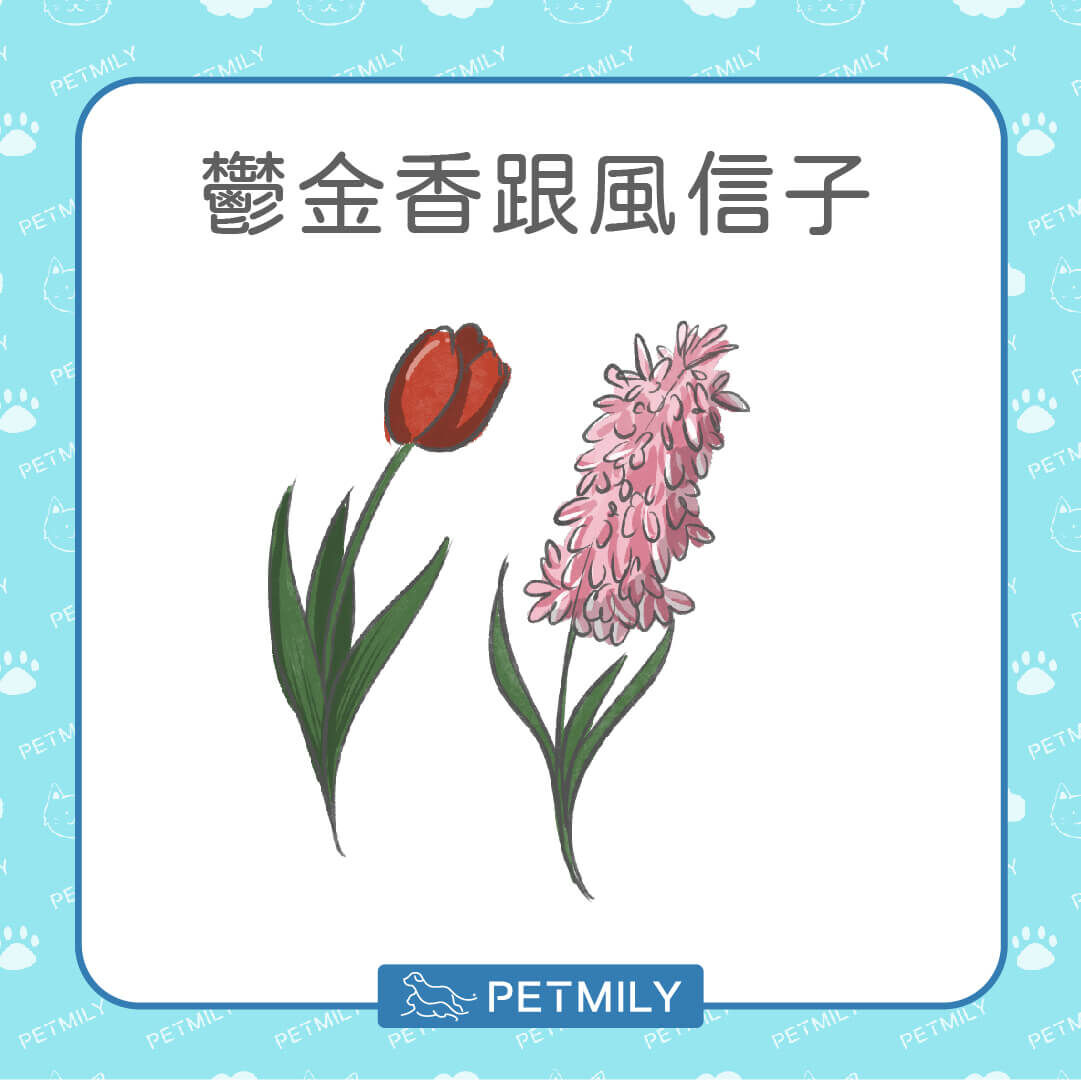鬱金香與風信子