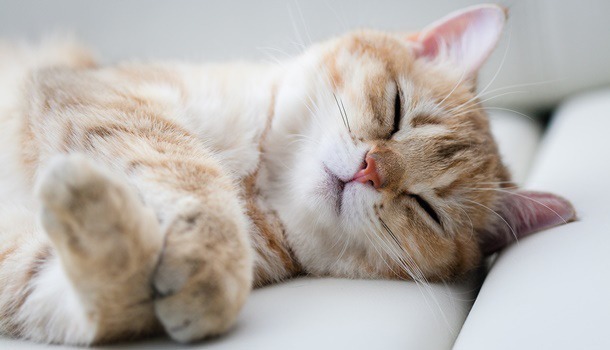 新品試用 舒眠噴霧 20ml -  Soft Cotton