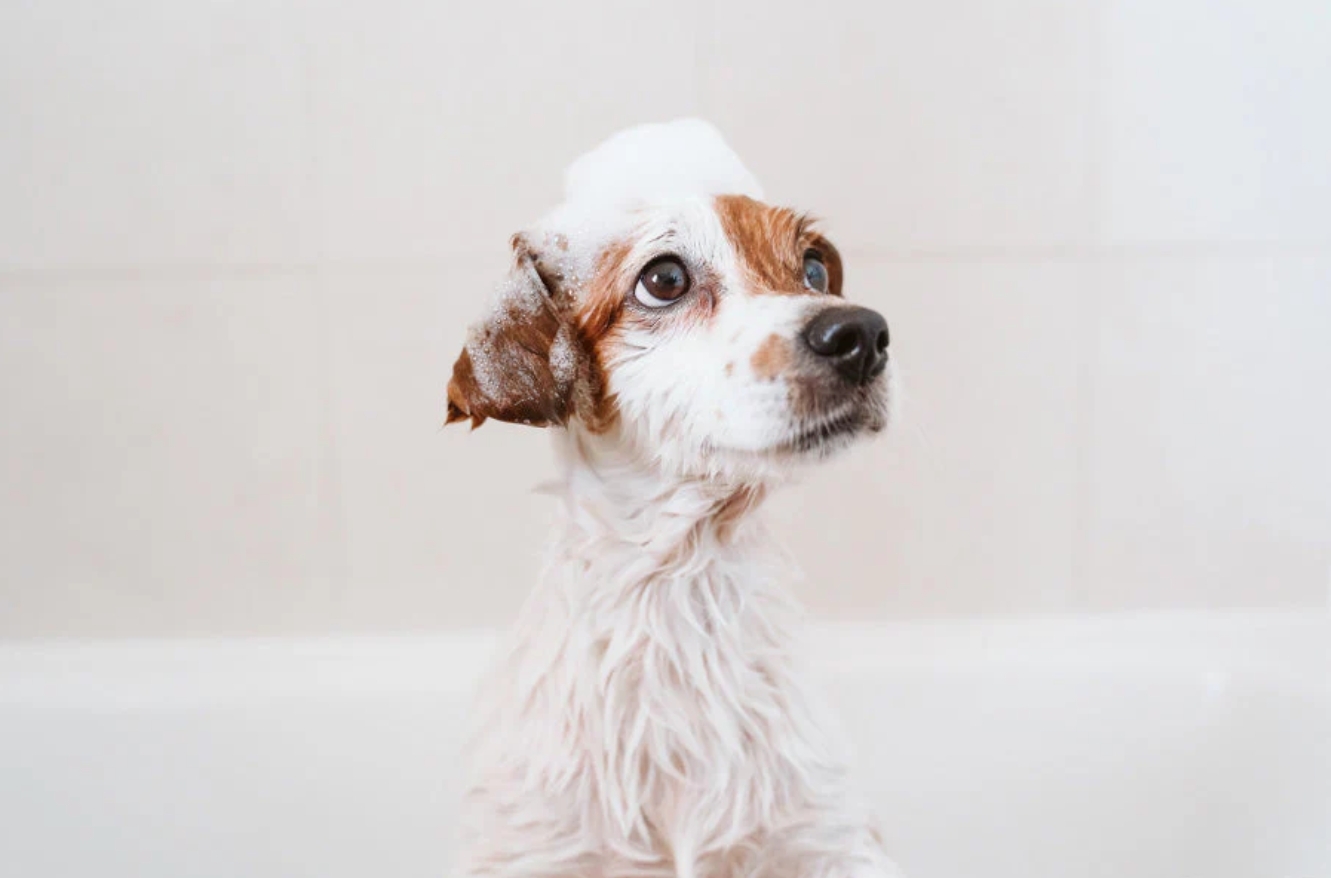 白毛犬專用
