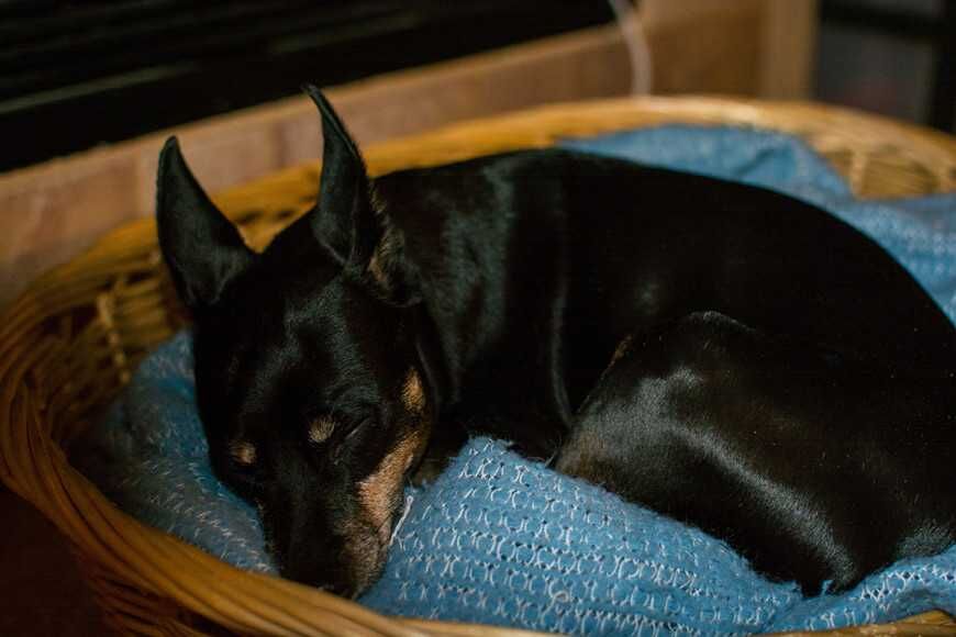 小型犬的夢境可能比較頻繁