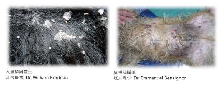 狗狗常見的皮膚狀況與日常照護挑戰
