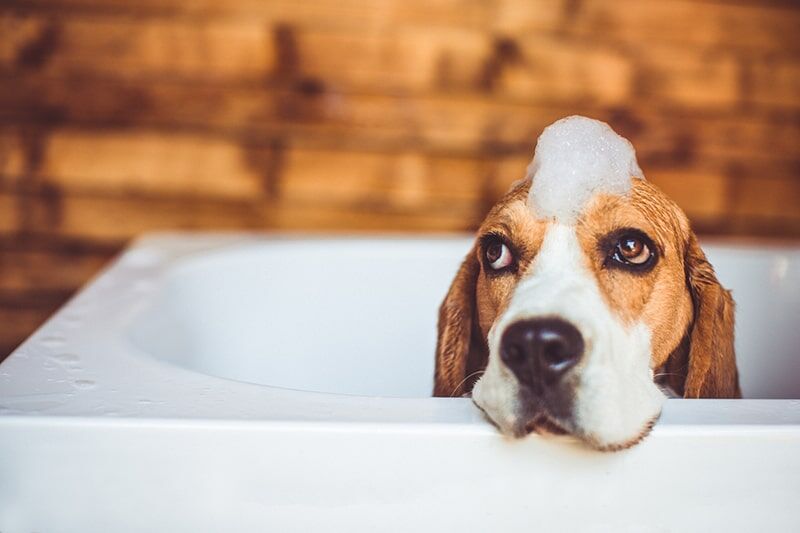 狗狗洗澡頻率多久一次最剛好？4個飼主必知的洗澡與皮膚照護要點！