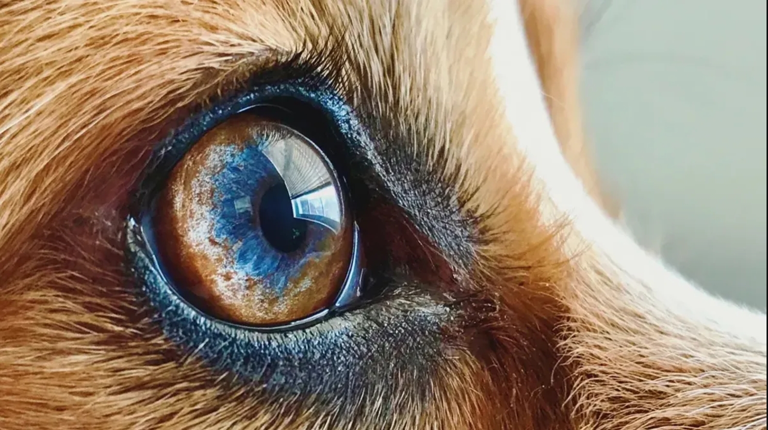 狗狗看得到哪些顏色？