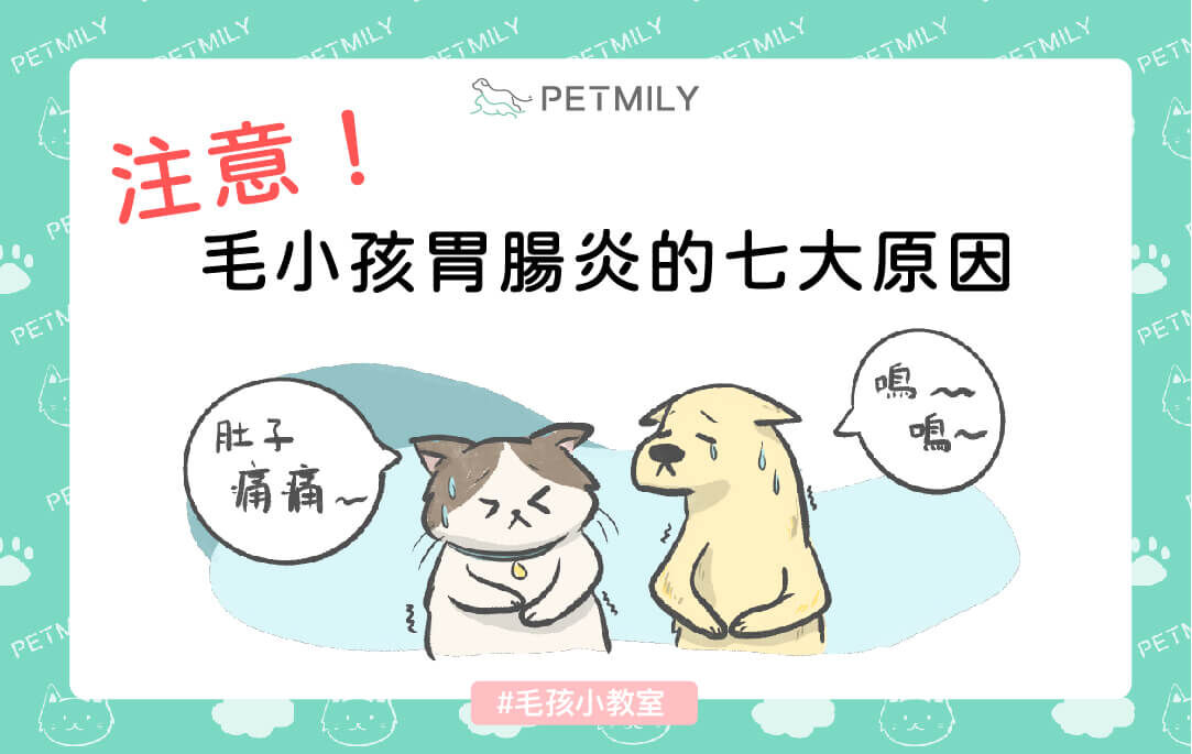毛孩腸胃不適該怎麼辦？7個常見原因與照護建議！