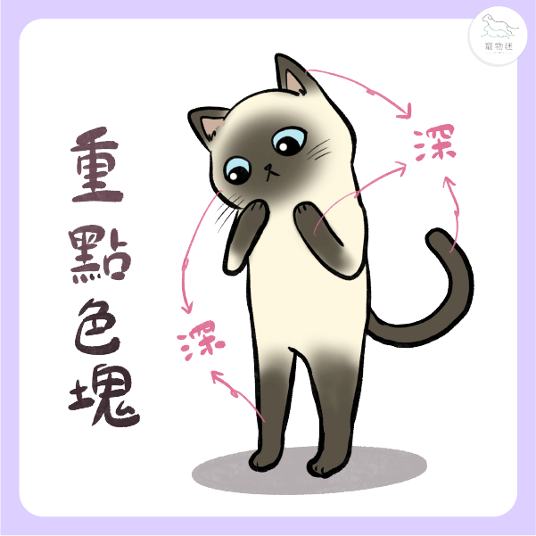 暹羅貓的重點色塊