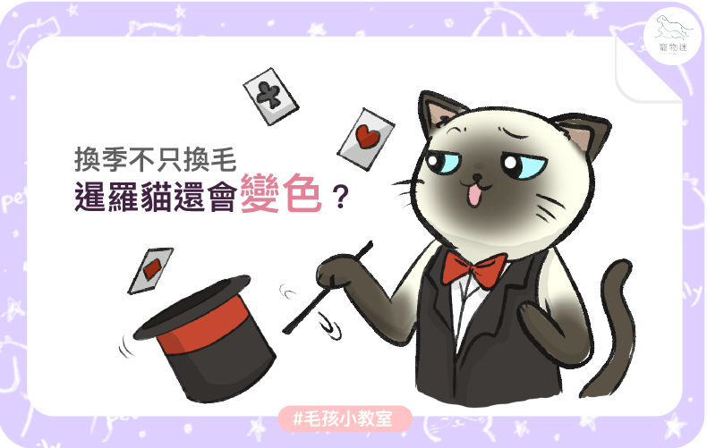暹羅貓換季會變色？2個原因解密「重點色塊」的神奇機制！