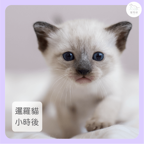 小時候的暹羅貓