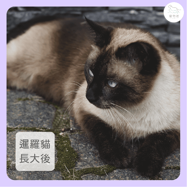 長大後的暹羅貓