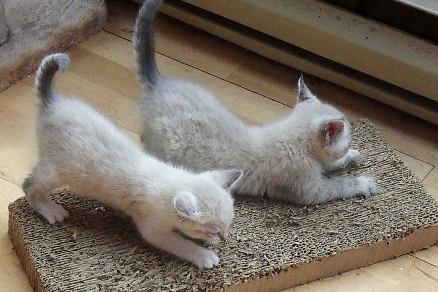 抓東西是貓咪的本能行為