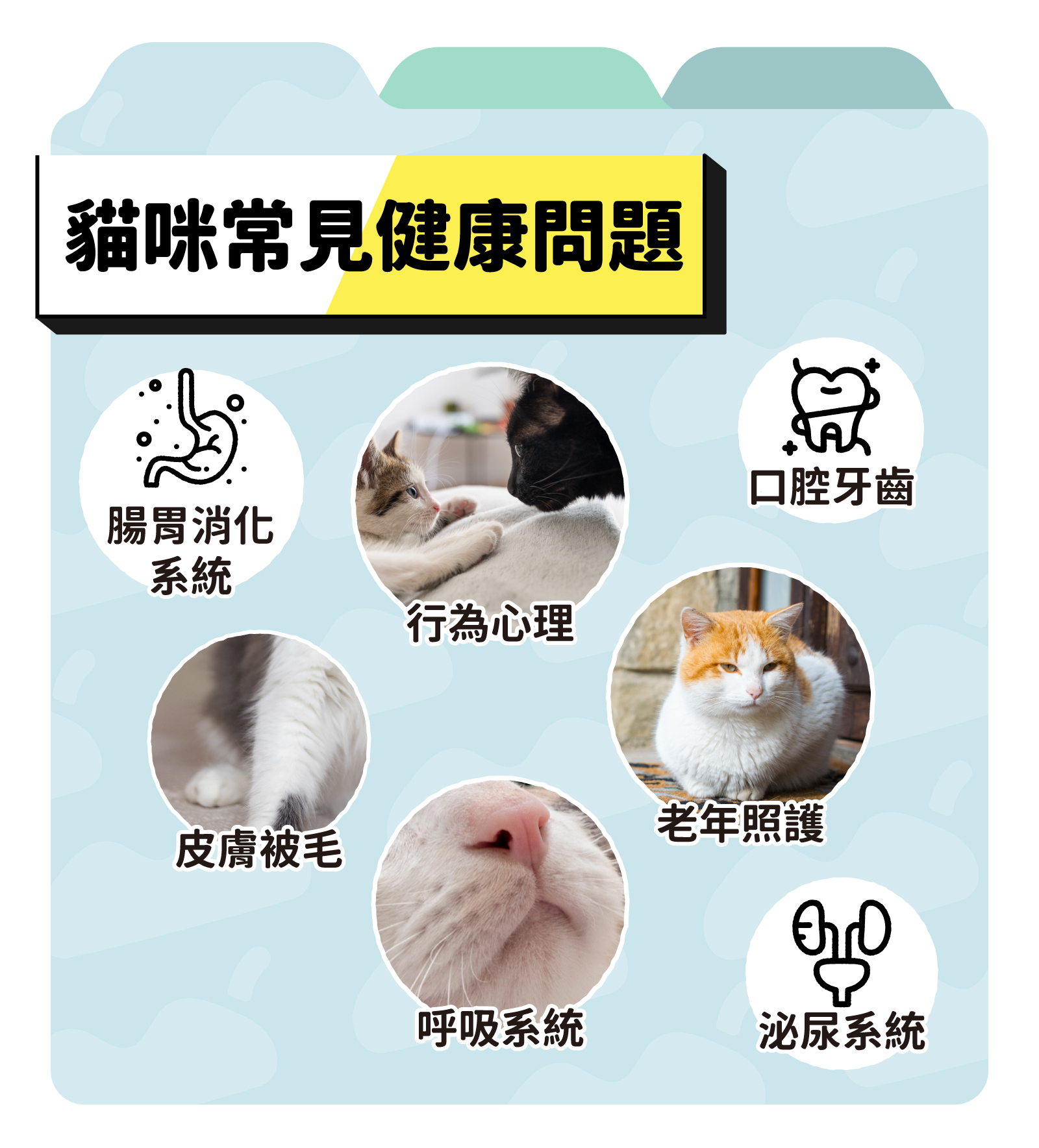 貓咪常見健康問題